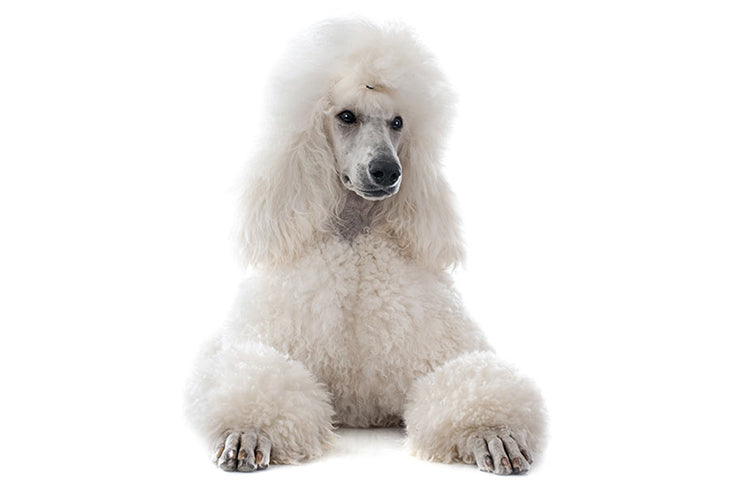 Beautifully groomed poodle